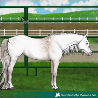 Horse Color:Gray Bay Pearl Appaloosa Rabicano 