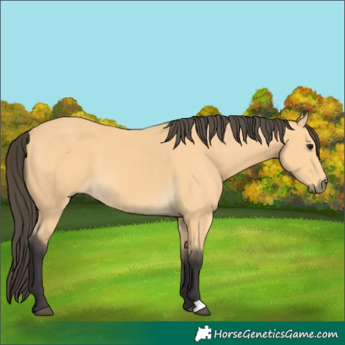 Horse Color:Buckskin 