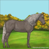 Horse Color:Silver Black