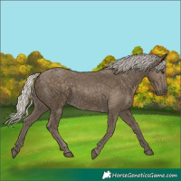 Horse Color:Silver Smoky Black 