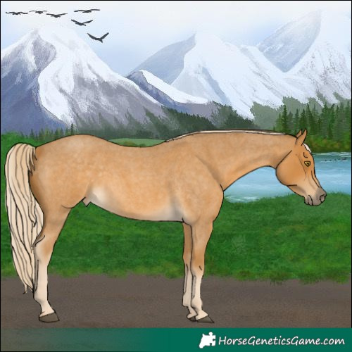 Horse Color:Palomino Roan 
