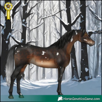 Horse Color:Gray White Spotted Brown