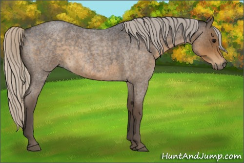 Horse Color:Silver Smoky Blue Roan