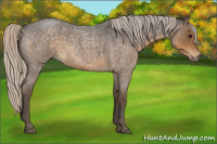 Horse Color:Silver Smoky Blue Roan 