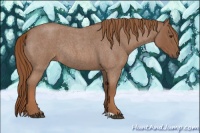 Horse Color:Red Roan Rabicano 