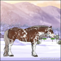 Horse Color:Silver Brown Sabino Rabicano 