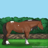 Horse Color:Bay Sabino Tobiano