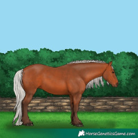 Horse Color:Silver Bay 