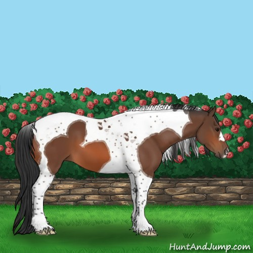Horse Color:Bay Tobiano 
