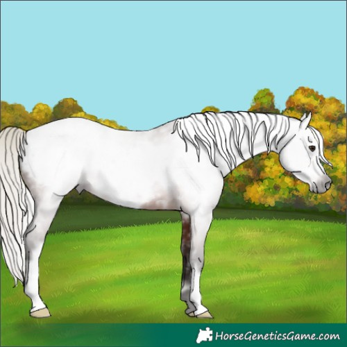 Horse Color:Gray White Spotted Silver Bay Frame Appaloosa 