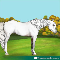 Horse Color:Gray White Spotted Silver Bay Frame Appaloosa