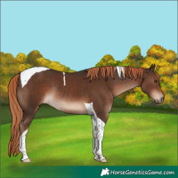 Horse Color:Liver Chestnut Tobiano Rabicano 
