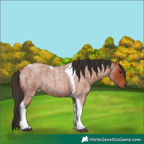 Horse Color:Bay Roan Tobiano Rabicano 
