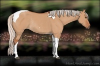 Horse Color:Silver Bay Dun Tobiano Rabicano 