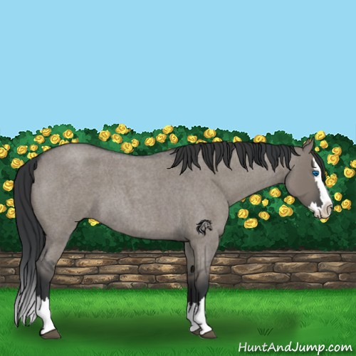 Horse Color:Grullo Roan Splash 