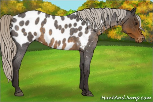Horse Color:Silver Smoky Blue Roan Appaloosa