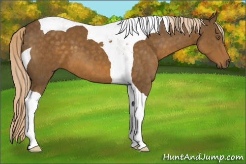 Horse Color:Chocolate Palomino Tobiano
