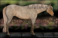 Horse Color:Chocolate Palomino Roan 