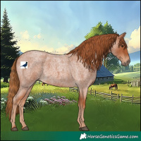Horse Color:Red Roan 