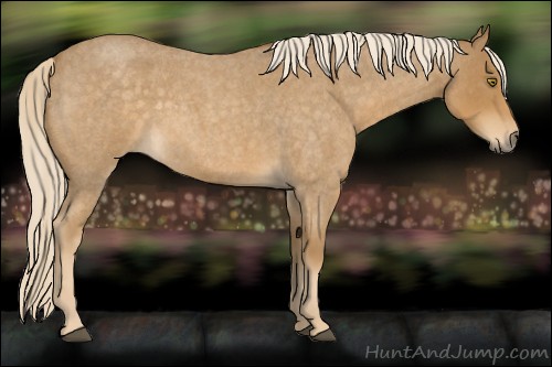 Horse Color:Palomino Roan