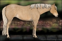 Horse Color:Palomino Roan 