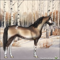 Horse Color:Liver Red Onyx Sabino Varnish 