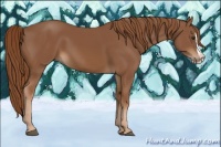 Horse Color:Chestnut Splash 