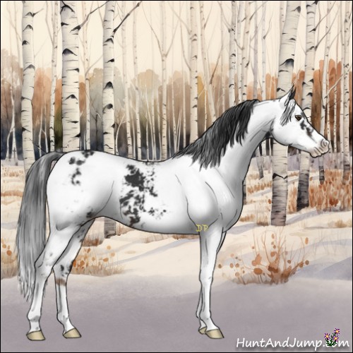 Horse Color:Liver Chestnut Sabino Appaloosa 