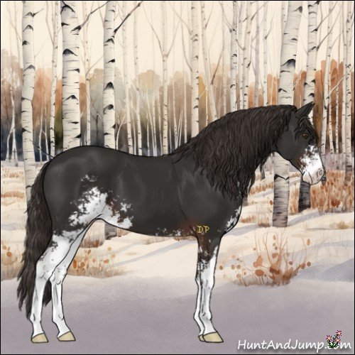 Horse Color:Liver Chestnut Sabino Appaloosa 