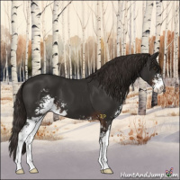 Horse Color:Liver Chestnut Sabino Appaloosa 