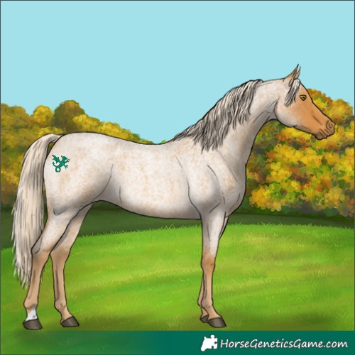Horse Color:Palomino Roan 