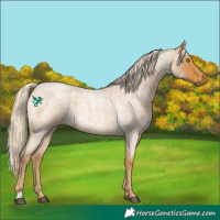 Horse Color:Palomino Roan 