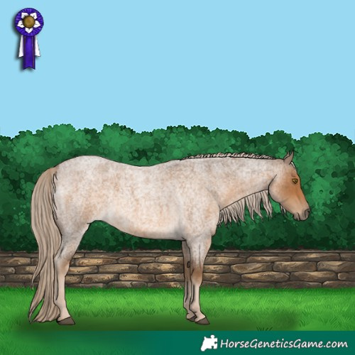 Horse Color:Chocolate Palomino Roan 
