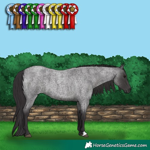 Horse Color:Smoky Blue Roan