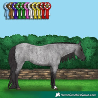 Horse Color:Smoky Blue Roan 