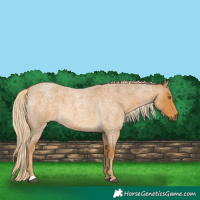 Horse Color:Palomino Roan 