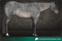 Horse Color:Smoky Blue Roan 
