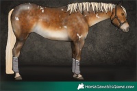 Horse Color:White Spotted Chocolate Palomino 