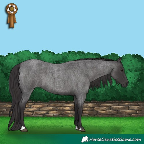 Horse Color:Smoky Blue Roan 