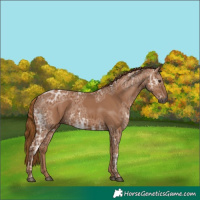 Horse Color:Gray Chestnut Ice 