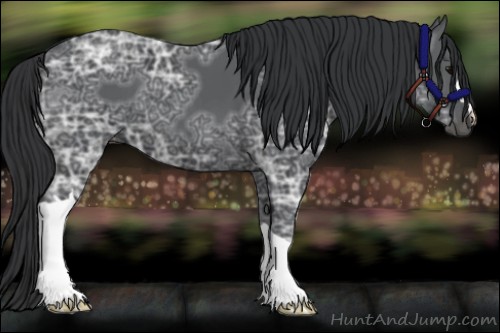 Horse Color:Black Ice 