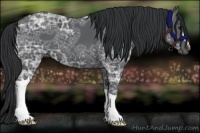 Horse Color:Black Ice 