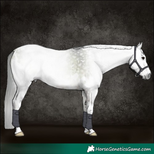 Horse Color:Gray White Spotted Buckskin Onyx Brindle 