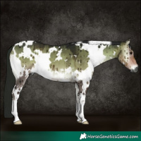 Horse Color:Gray White Spotted Buckskin Onyx Brindle 