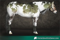 Horse Color:Gray White Spotted Buckskin Onyx Brindle 