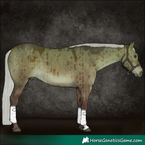 Horse Color:Silver Brown Dun Brindle 