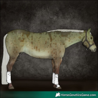 Horse Color:Silver Brown Dun Brindle 