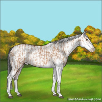 Horse Color:Bay Dun Sabino Rabicano and Bay Dun Sabino Splash Rabicano