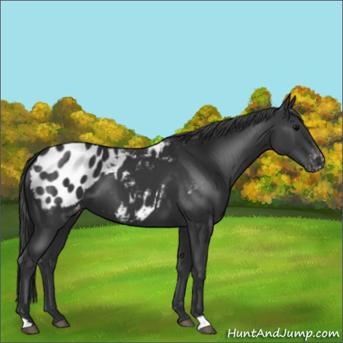 Horse Color:Black Appaloosa 