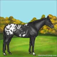 Horse Color:Black Appaloosa 